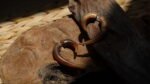 Horn Spiral 04