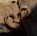 Horn Spiral 04